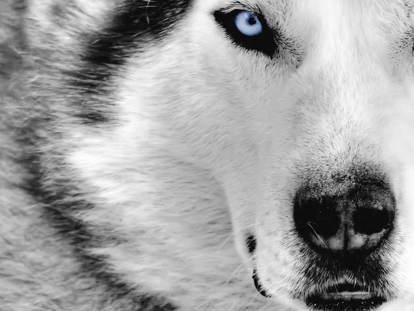 Husky Hund, HD Hintergrund, Tiermotiv, Wandbild, 1600x1200 HD Desktop