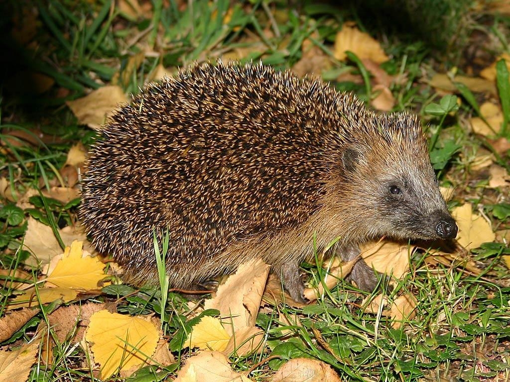 Igel, Hintergrund, Bild, Tier, niedlich, 1030x770 HD Desktop