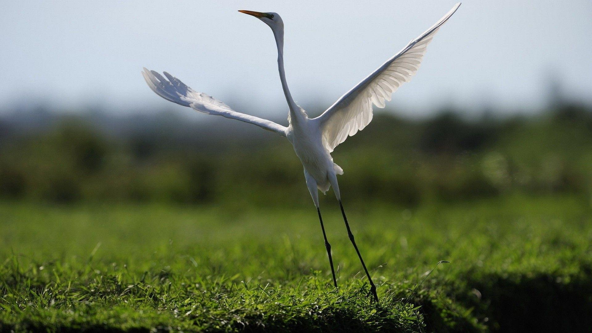 Kranich, Fotografie, Vögel, Tiere, Bild, 1920x1080 Full HD Desktop