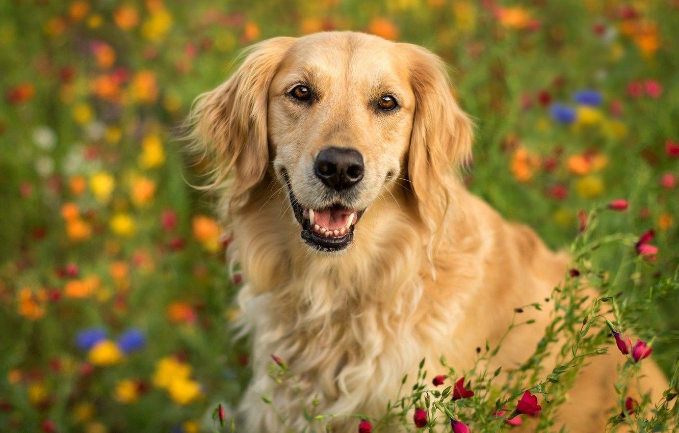 Golden Retriever, Porträt, Blumen, Hund, Desktop, 1340x850 HD Desktop