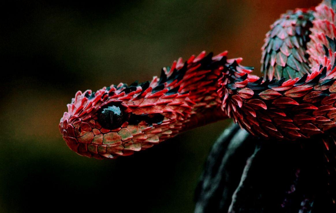 Rote Schlange, Tiere, Reptilien, Bild, Hintergrund, 1170x740 HD Desktop