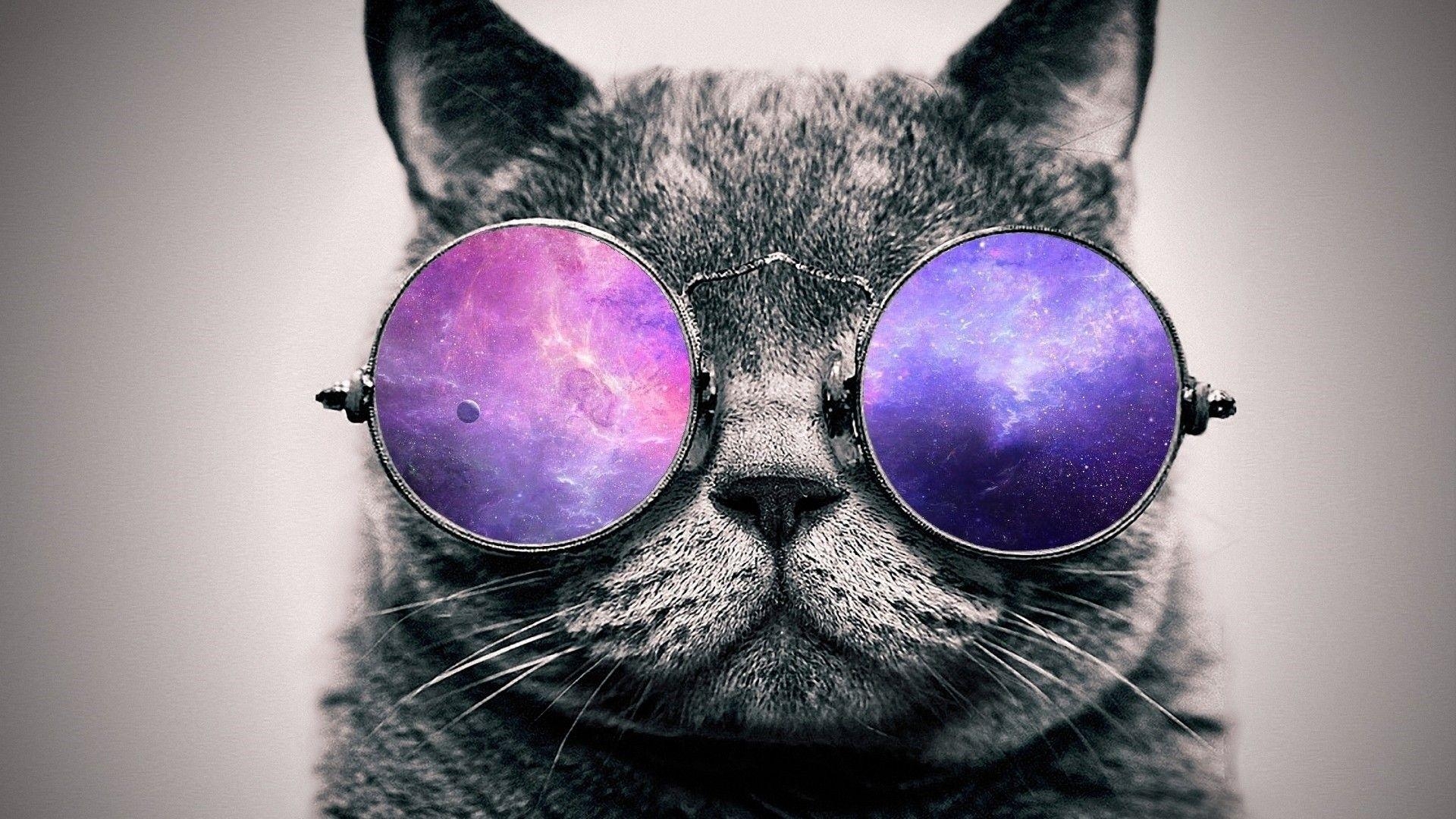 Galaxie Katze, Inhalt Uploads, Hintergrund, Bild, Web, 1920x1080 Full HD Desktop