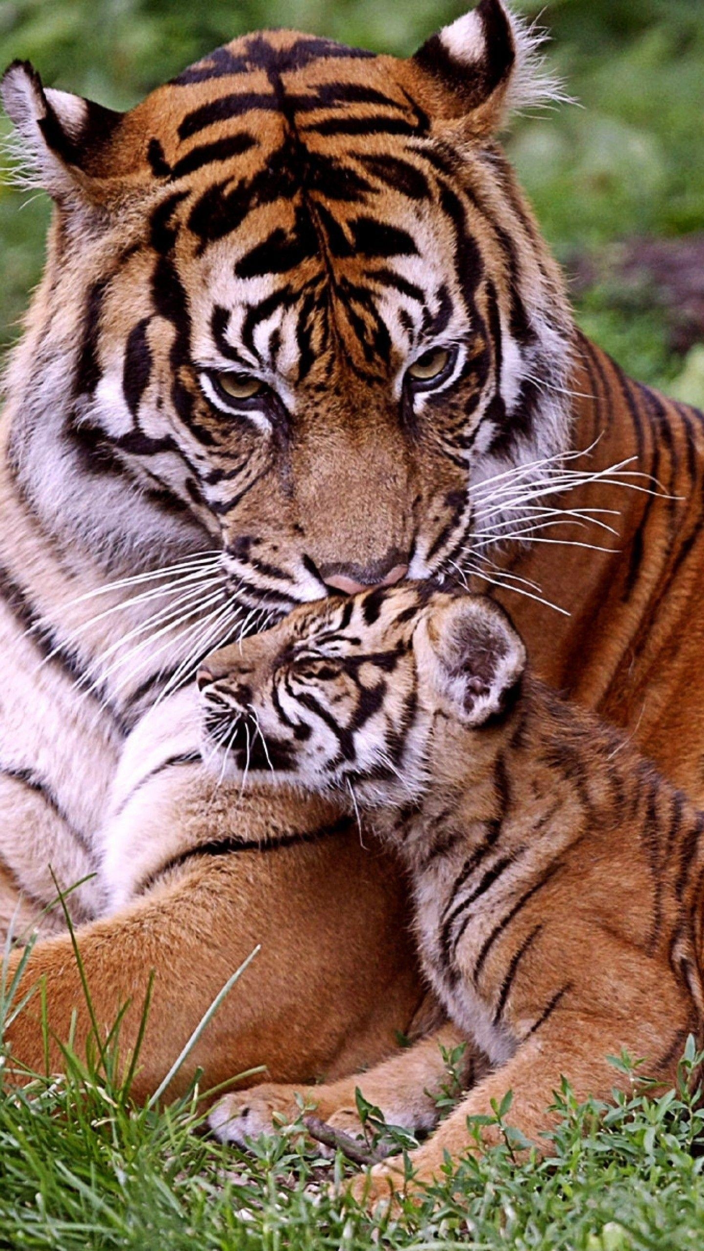 Weißes Tigerjunges, Wallpaper, HD, Bild, Design, 1440x2560 HD Handy