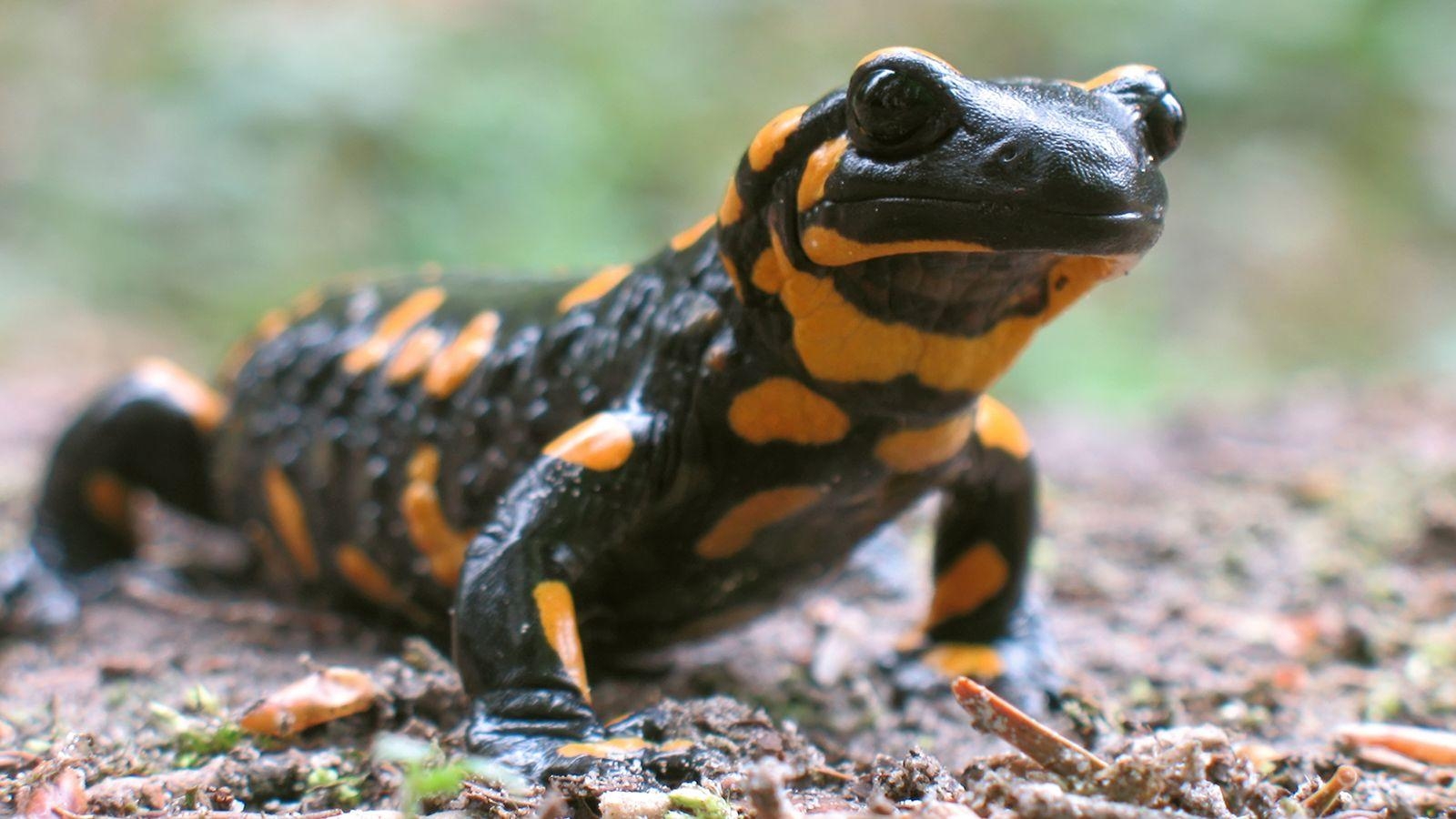 Salamander, HQ, Foto, Tier, Natur, 1600x900 HD Desktop