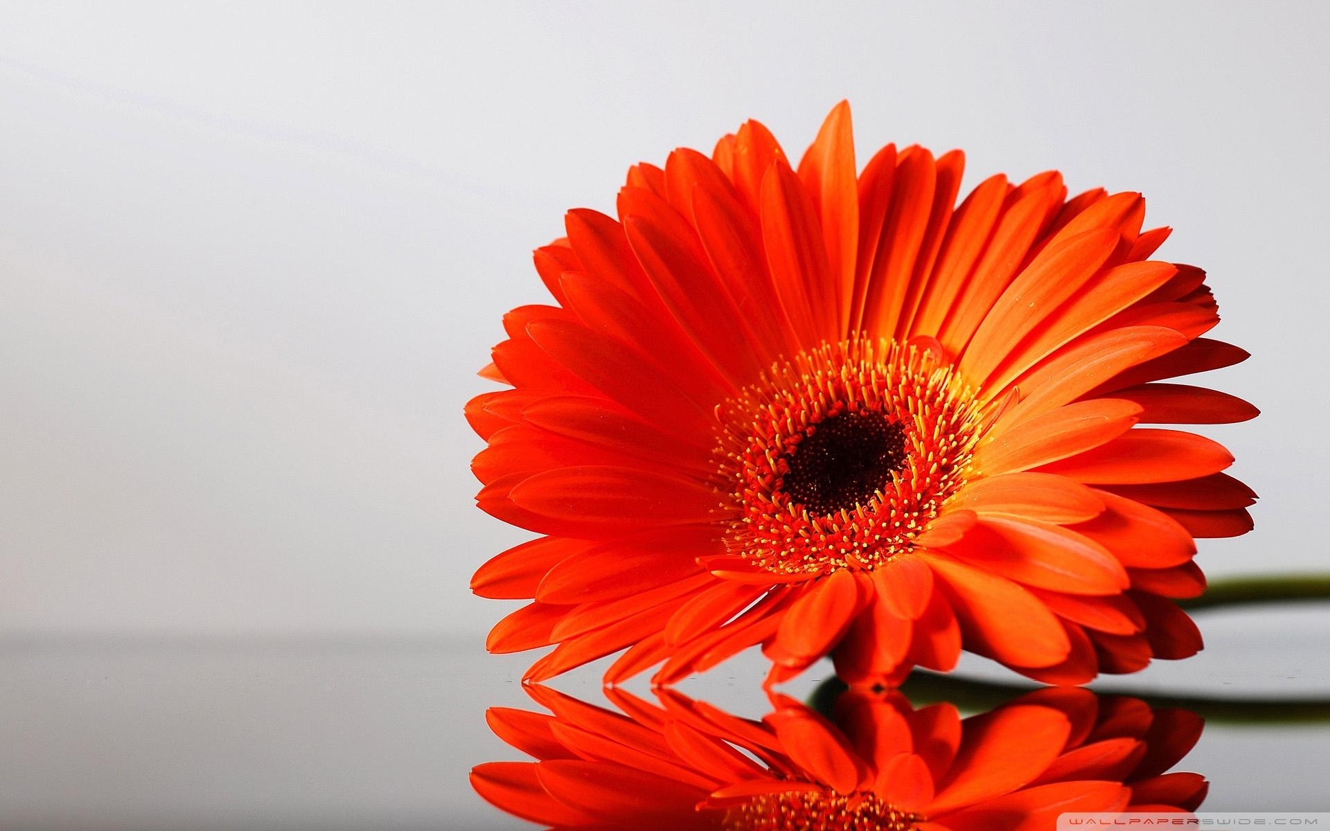 Gerbera Gänseblümchen, Blumen, UHD, Desktop, Natur, 1920x1200 HD Desktop