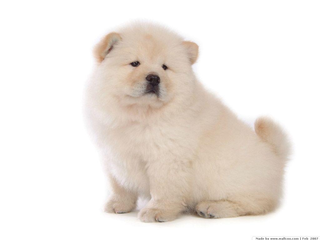 Flauschige, Chow Chow, Welpen, Bild, Hund, 1030x770 HD Desktop