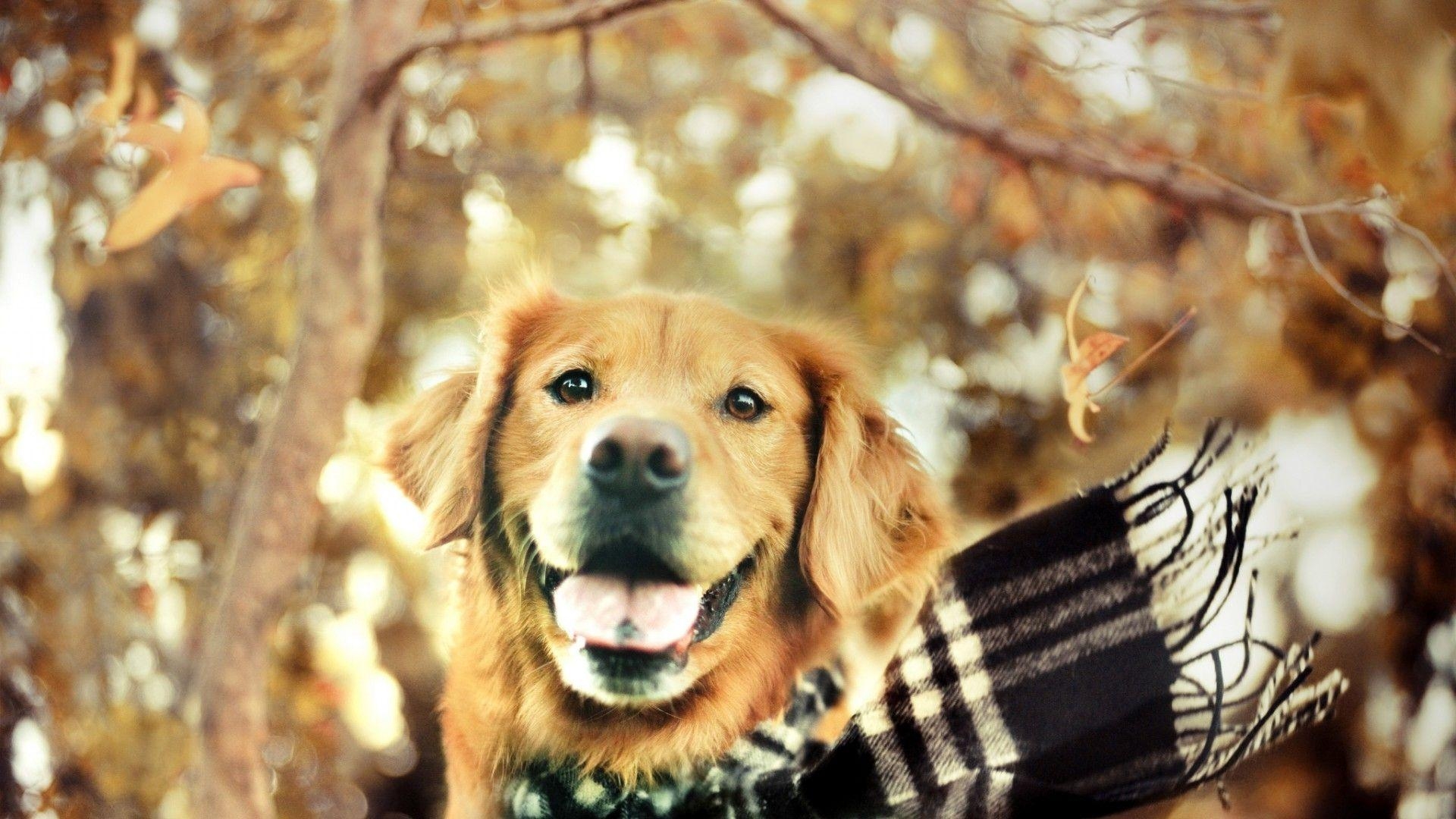 Golden Retriever, Tiere, Desktop, goldener Hund, Haustier, 1920x1080 Full HD Desktop