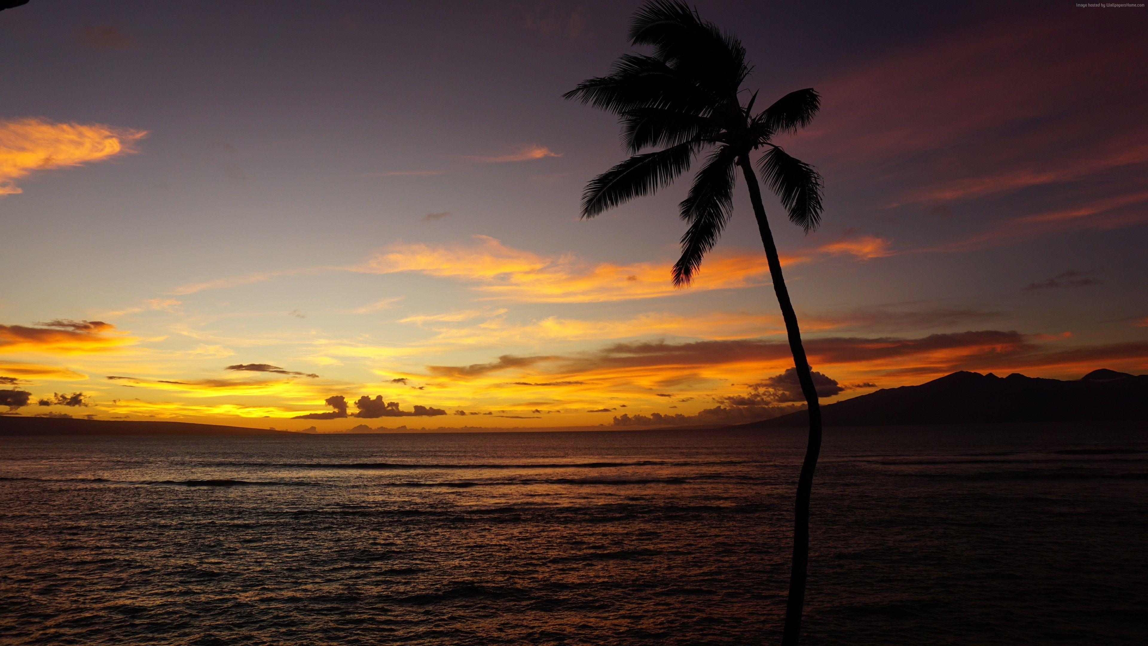 Maui, Hawaii, Ozean, Palmen, Natur, 3840x2160 4K Desktop