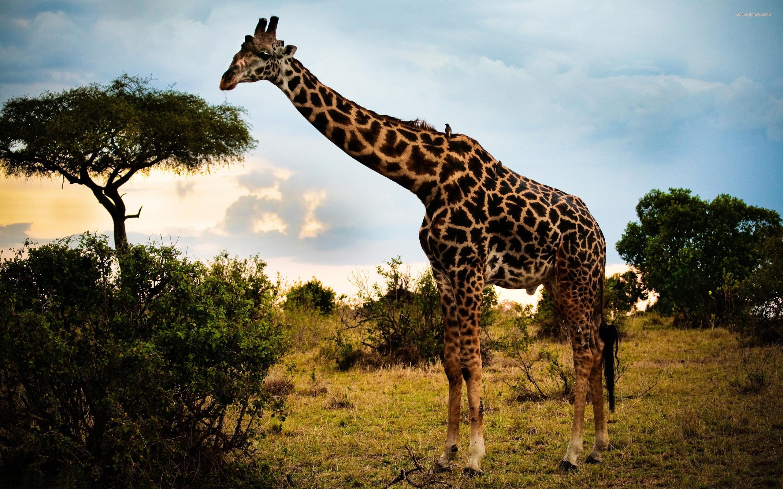 Giraffe, HD Bild, Tiere, Safari, Hintergrund, 2560x1600 HD Desktop