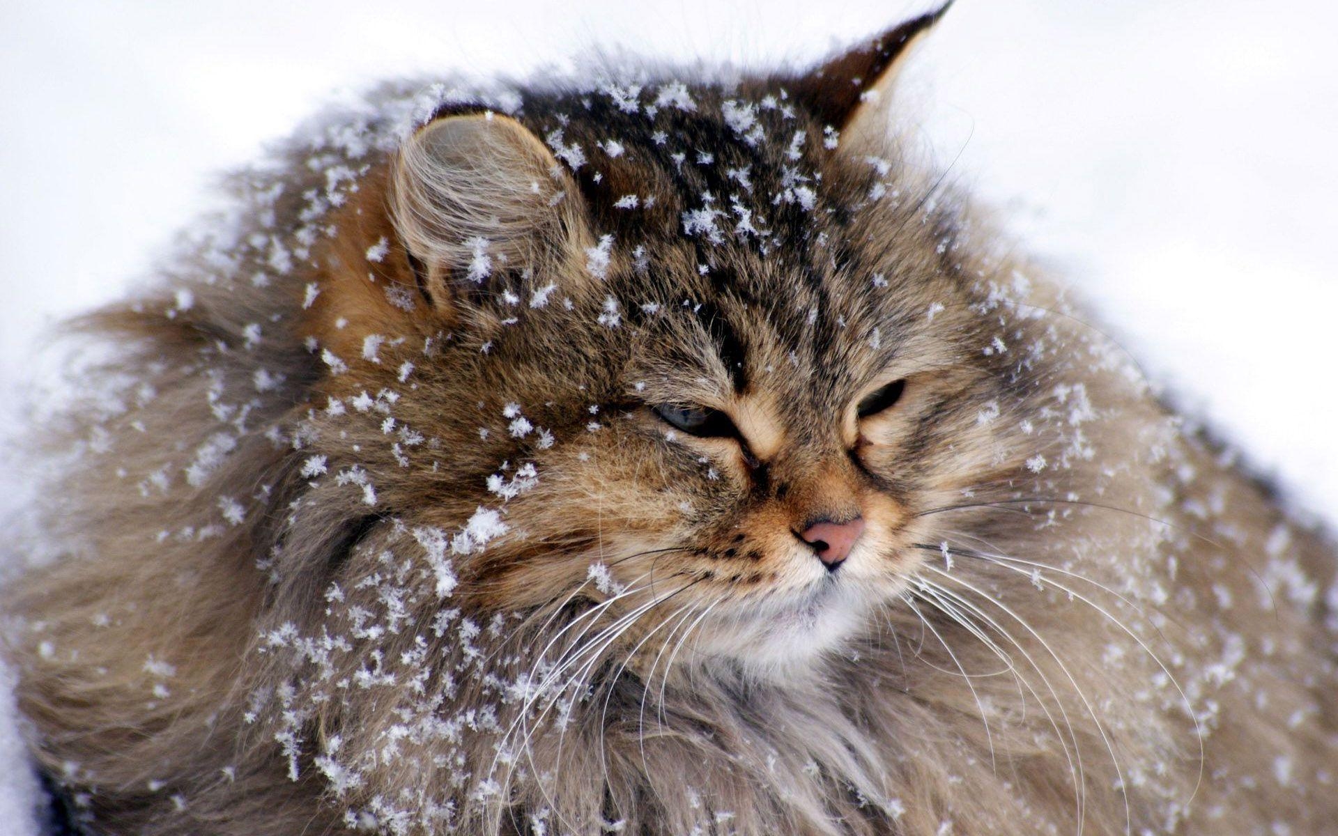 Persische Katze, edel, heimisch, entspannend, Bild, 1920x1200 HD Desktop