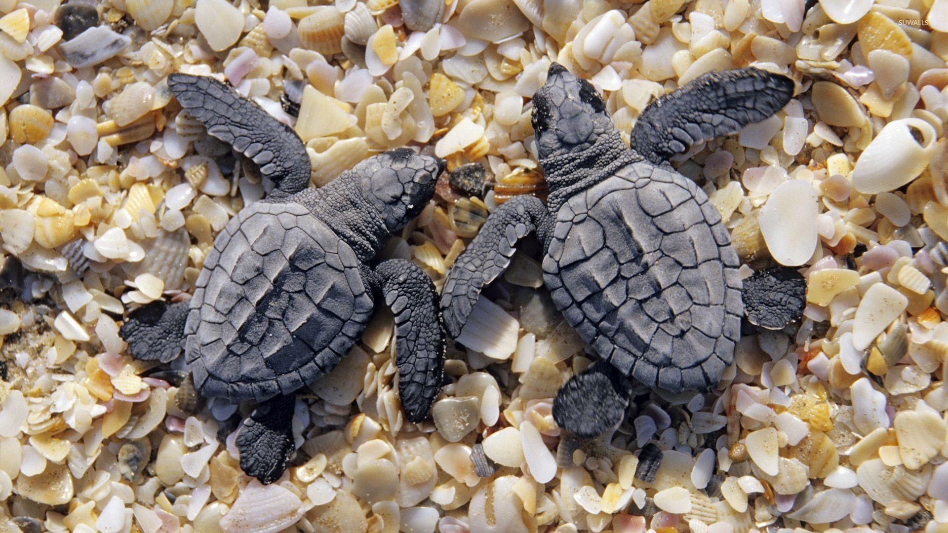 Schildkröten, Meer, Steine, Background, Foto, 1920x1080 Full HD Desktop