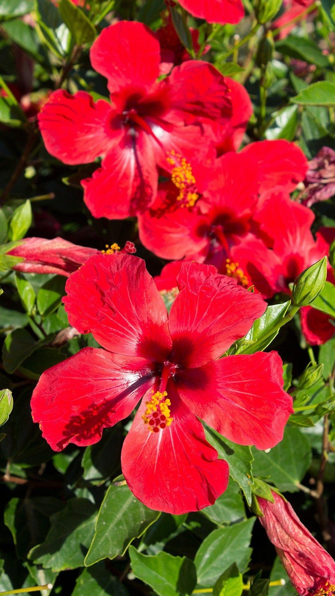 Hibiskus, Blumenwelt, Natürlich, Schönheit, Exotisch, 1080x1920 Full HD Handy