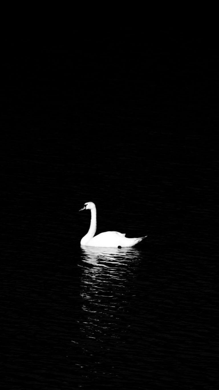 Black Swan, iPhone, Hintergrund, Schwan, Bild, 770x1370 HD Handy