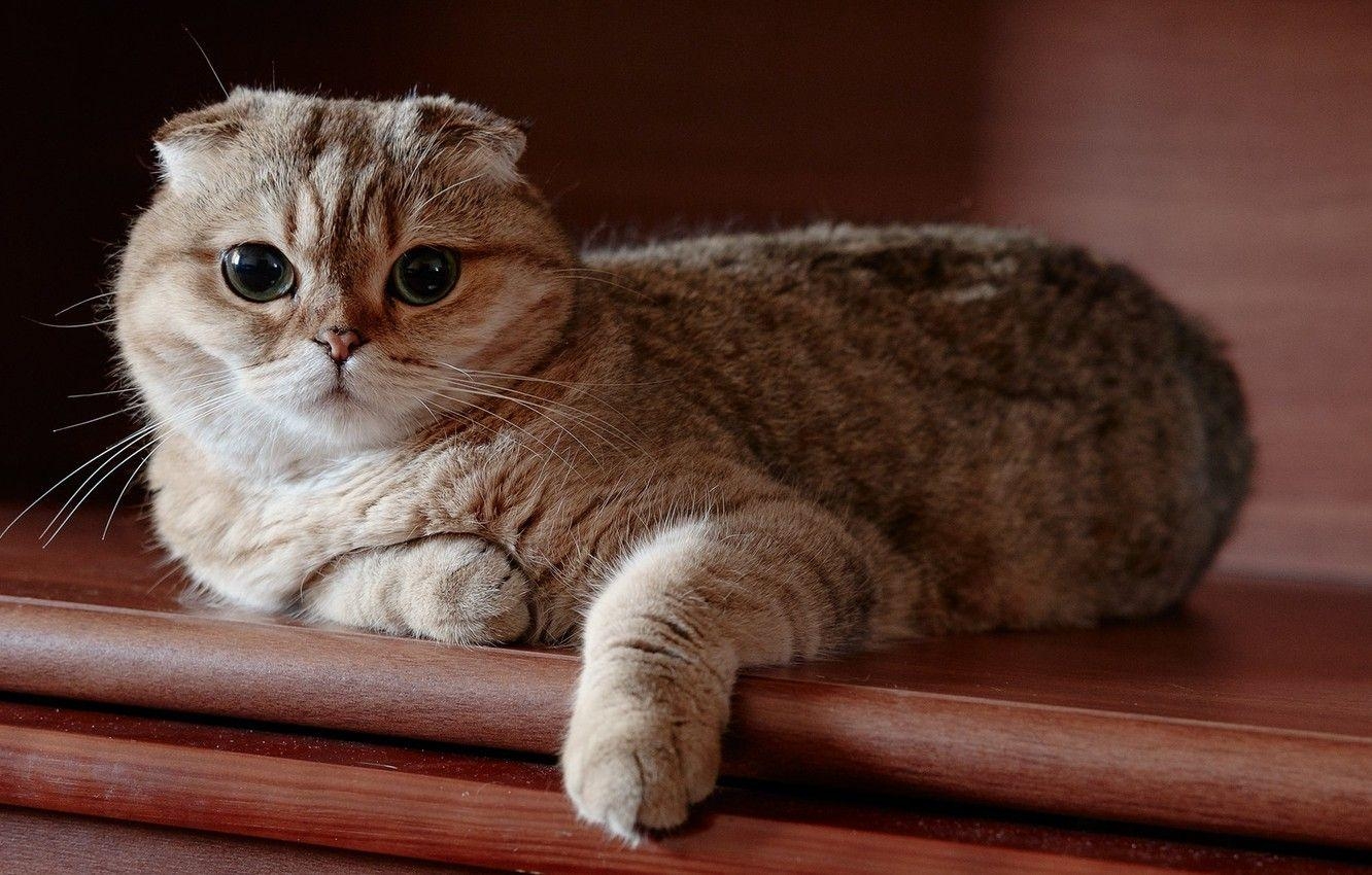 Scottish Fold, Katze, Aussehen, Desktop, Bild, 1340x850 HD Desktop