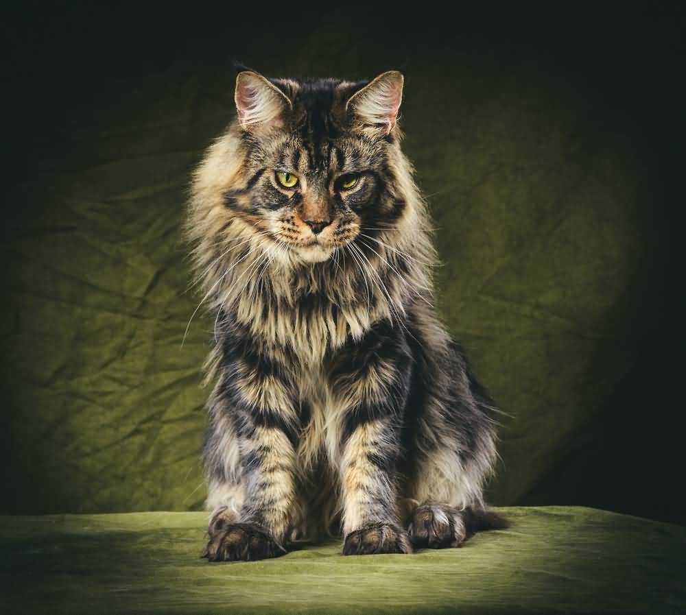 Beste, Maine Coon, Katze, Sammlung, Tiere, 1000x900 HD Desktop