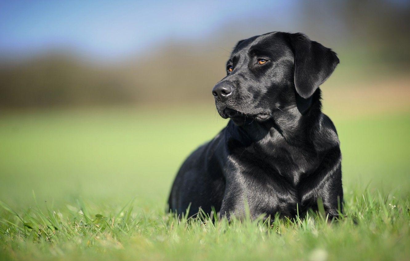 Labrador Retriever, schwarz, Hund, Bild, Hintergrund, 1340x850 HD Desktop