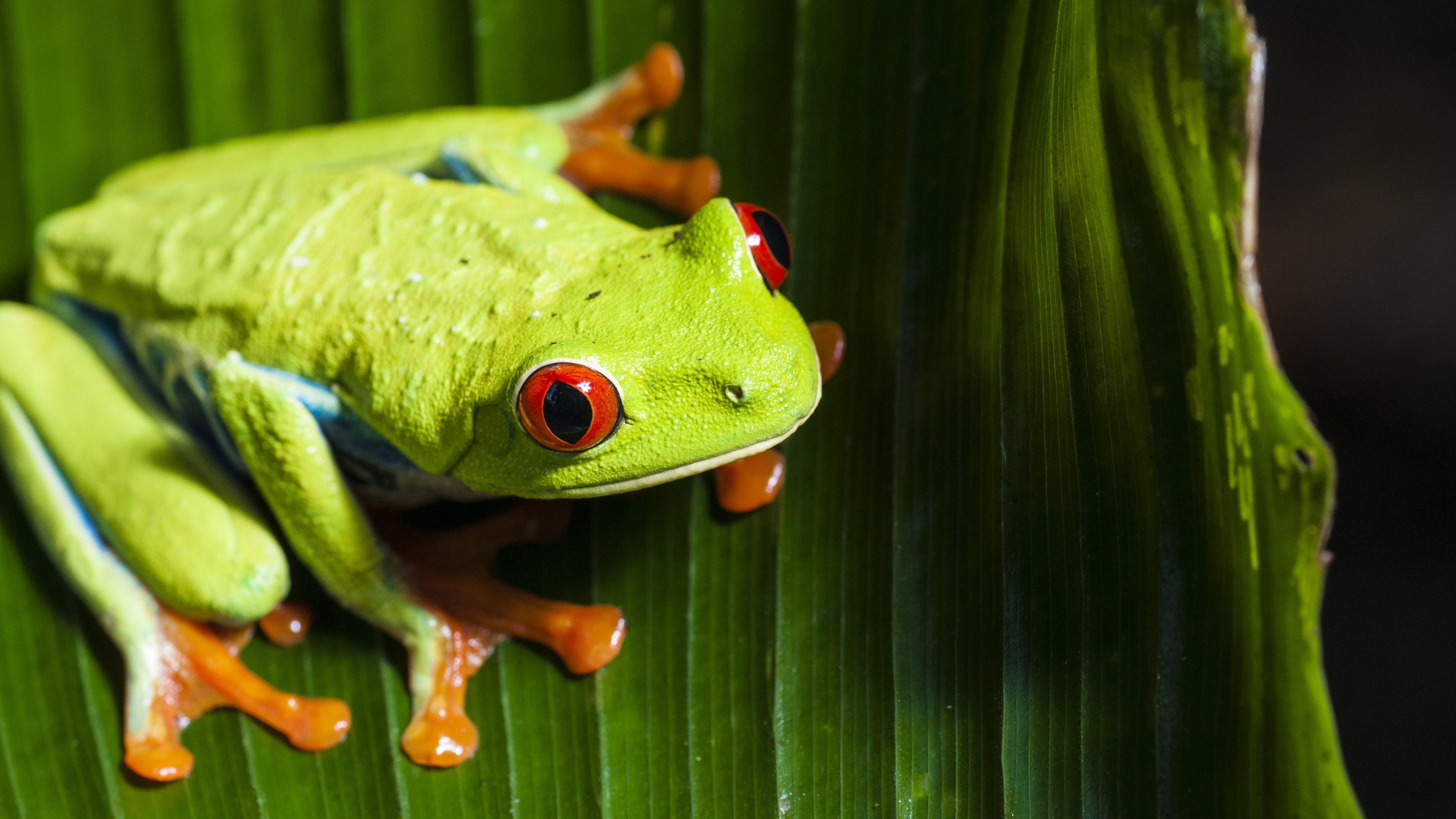 Rotaugenfrosch, 4K, Ultra HD, Hintergrund, Bild, 3840x2160 4K Desktop