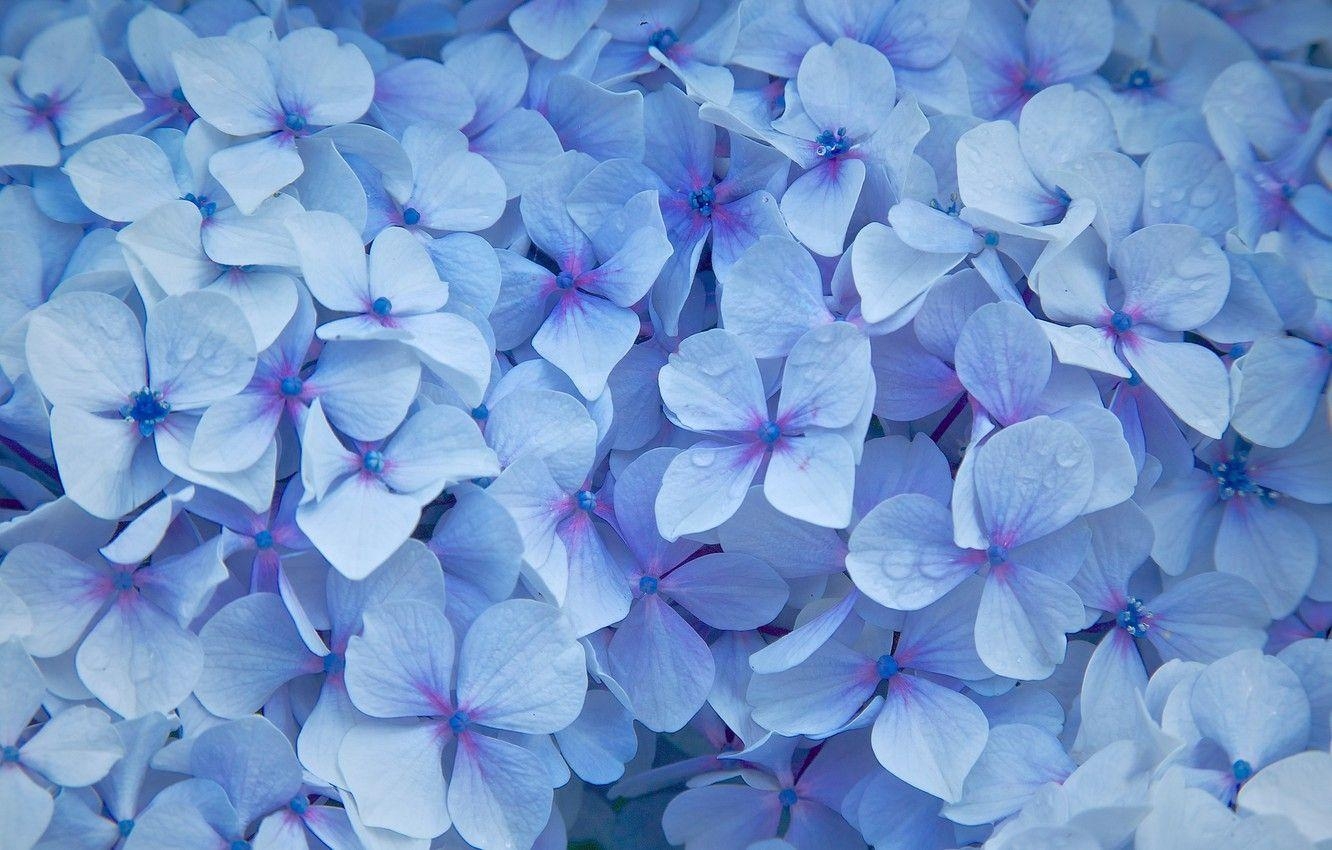 Blumen, Tropfen, Blütenblätter, Blaue Hortensie, 1340x850 HD Desktop