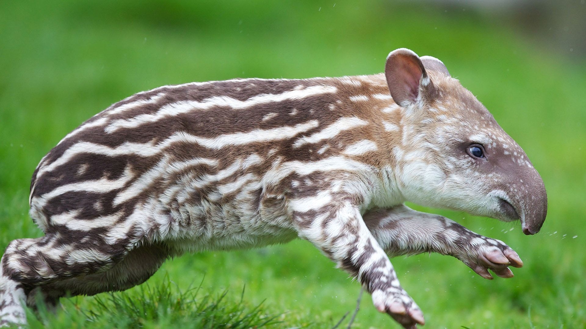 Tapir, Bild, Tierwelt, Künstlich, Elegant, 1920x1080 Full HD Desktop