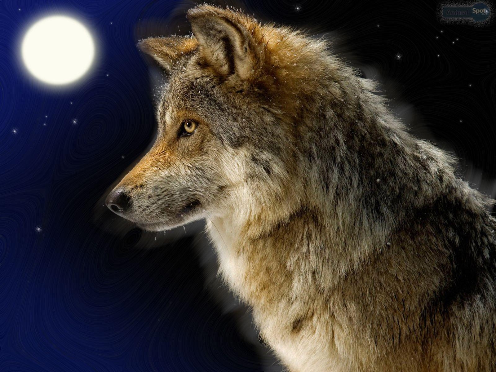 Wolf, Tiere, Wildnis, Schönheit, Hintergrund, 1600x1200 HD Desktop