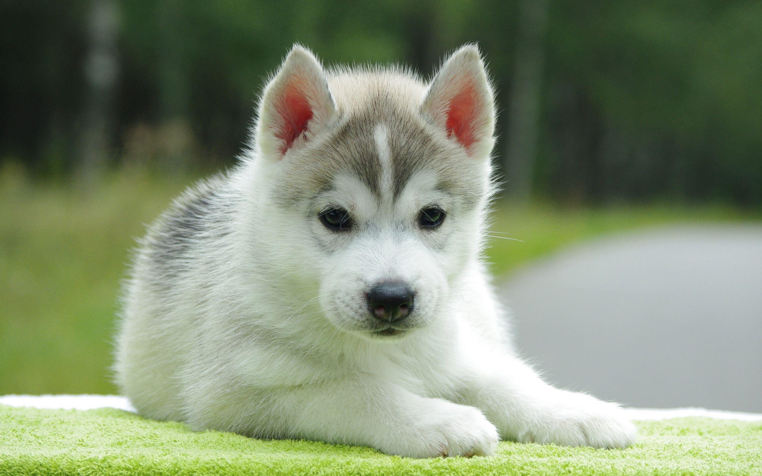 Alaskan Malamute, Welpe, Schön, Tiere, Bild, 2560x1600 HD Desktop