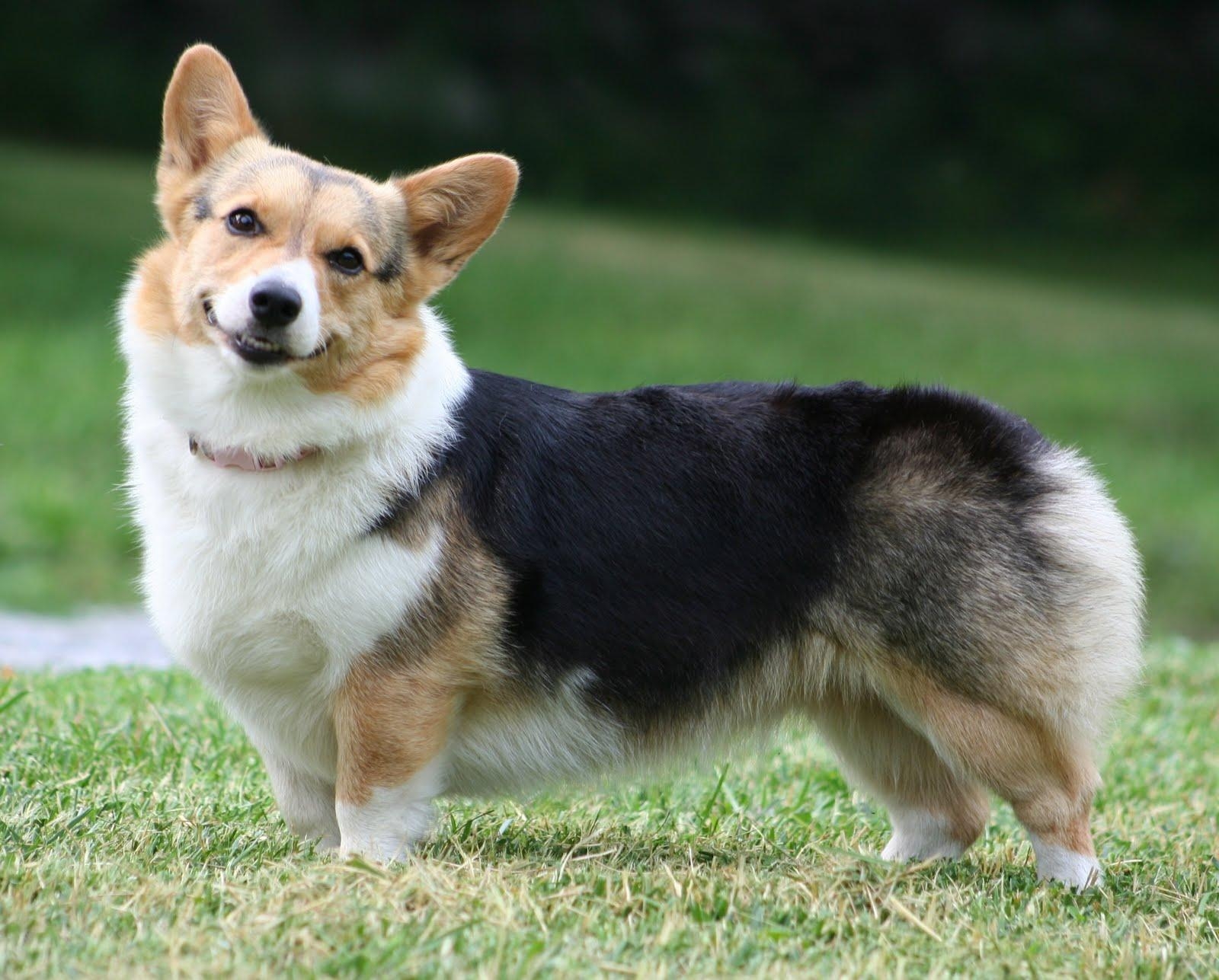 Corgi, Tier, Foto, Niedlich, Fell, 1600x1290 HD Desktop