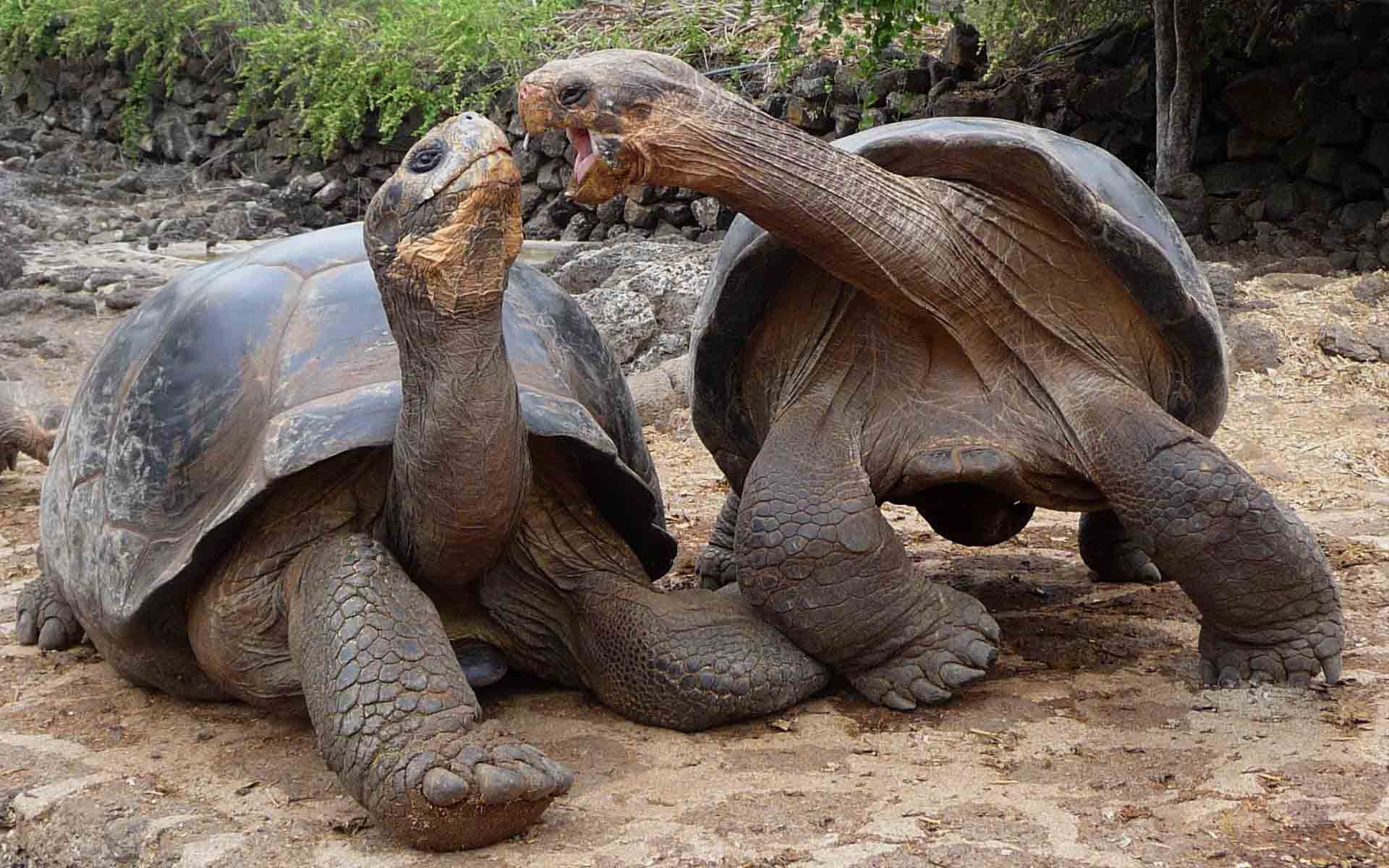 Galapagos-Schildkröten, Natur, Ecuador, Inseln, HD, 1920x1200 HD Desktop