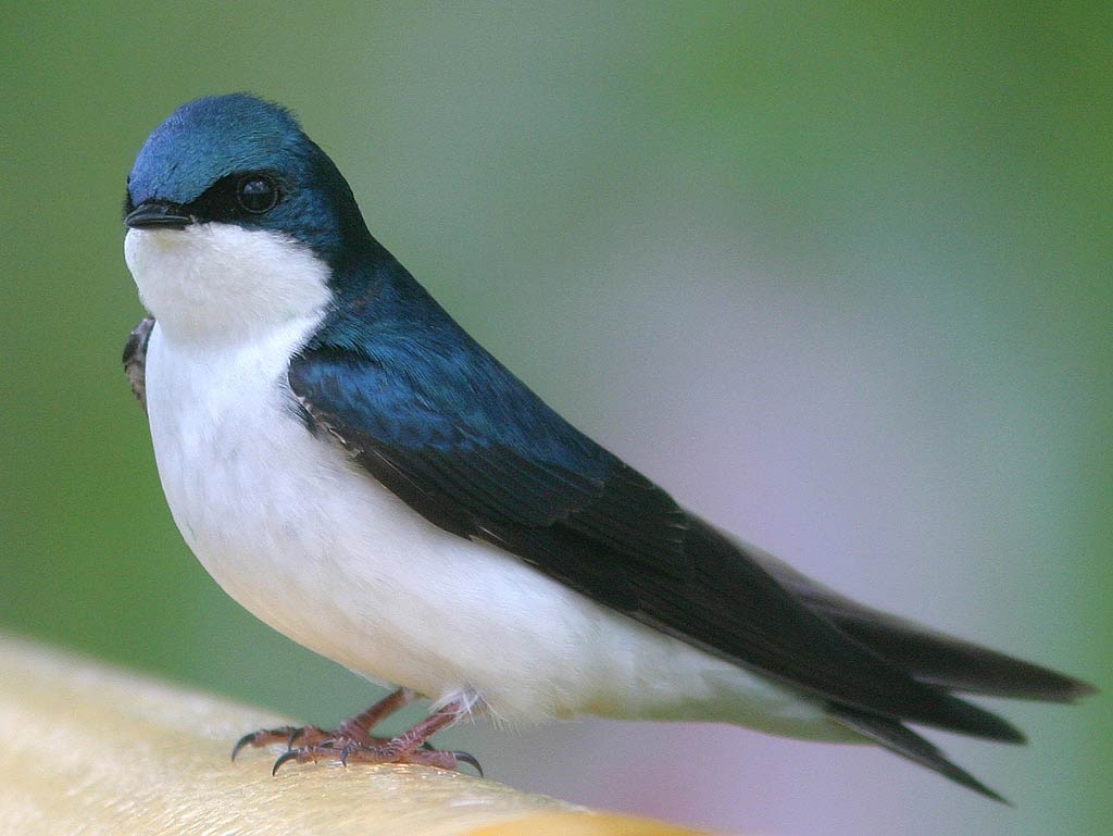 Schwalbe, Tierbild, Hintergrund, Vögel, Wildtiere, 1030x770 HD Desktop