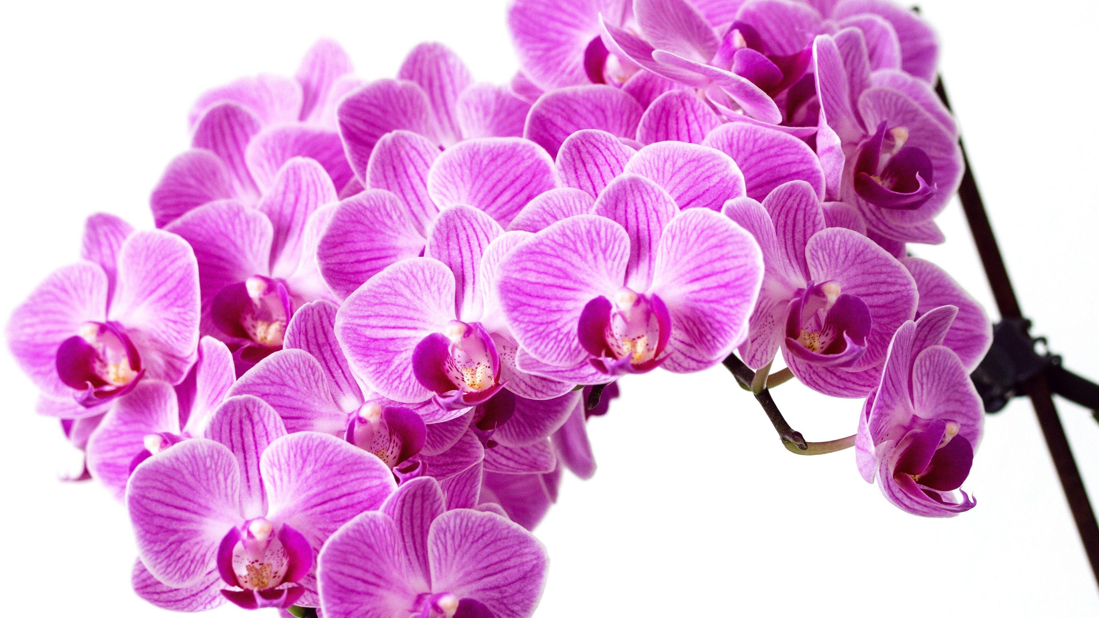 Lila Orchidee, Desktop, Natur, Hintergrund, Blume, 3840x2160 4K Desktop