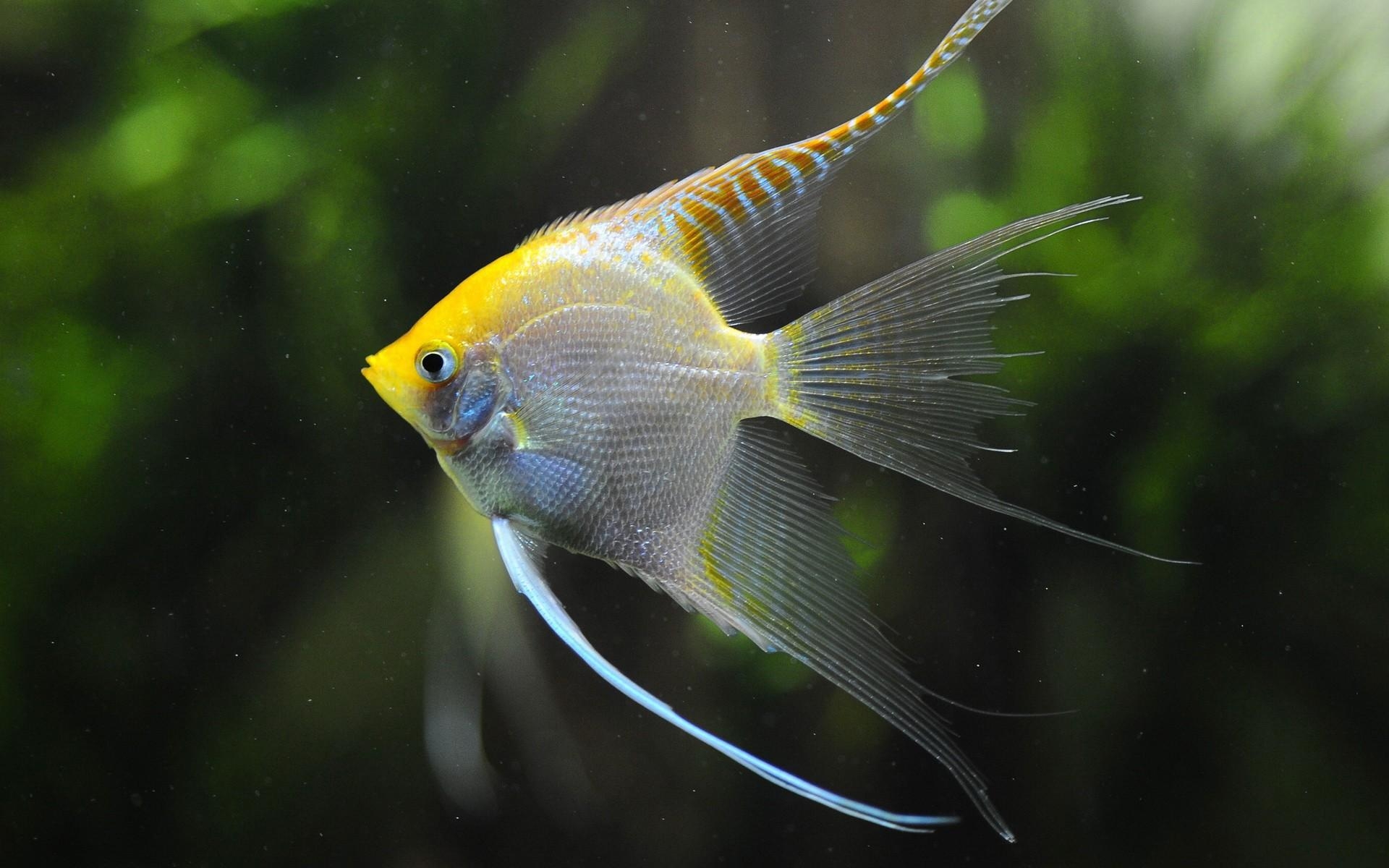 Angelfish, Tierfoto, Aquarium, Wasserwelt, Lebewesen, 1920x1200 HD Desktop