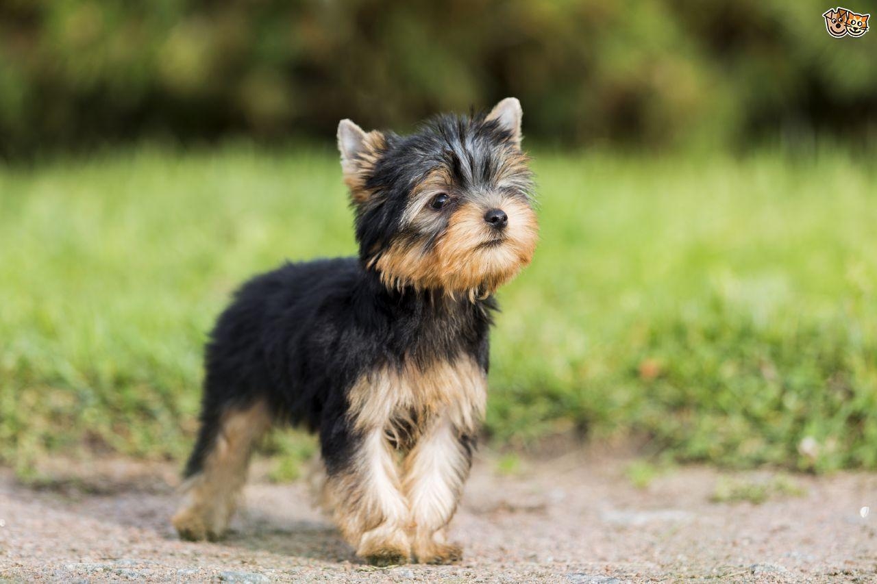 Yorkshire Terrier, HD, Android, mobil, Hundebegleiter, 1280x860 HD Desktop