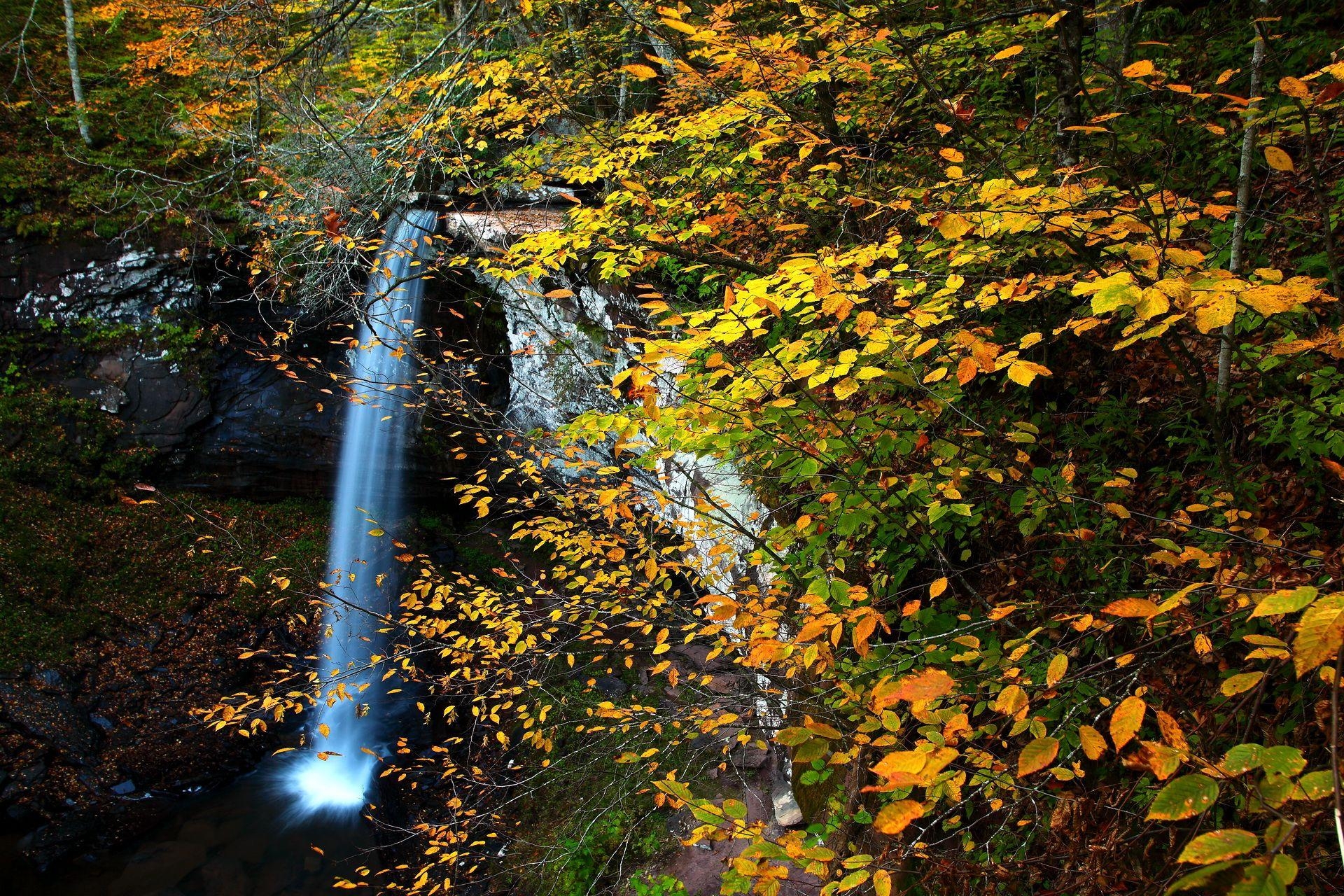 West Virginia, ForestWander, Natur, USA, Reisen, 1920x1280 HD Desktop