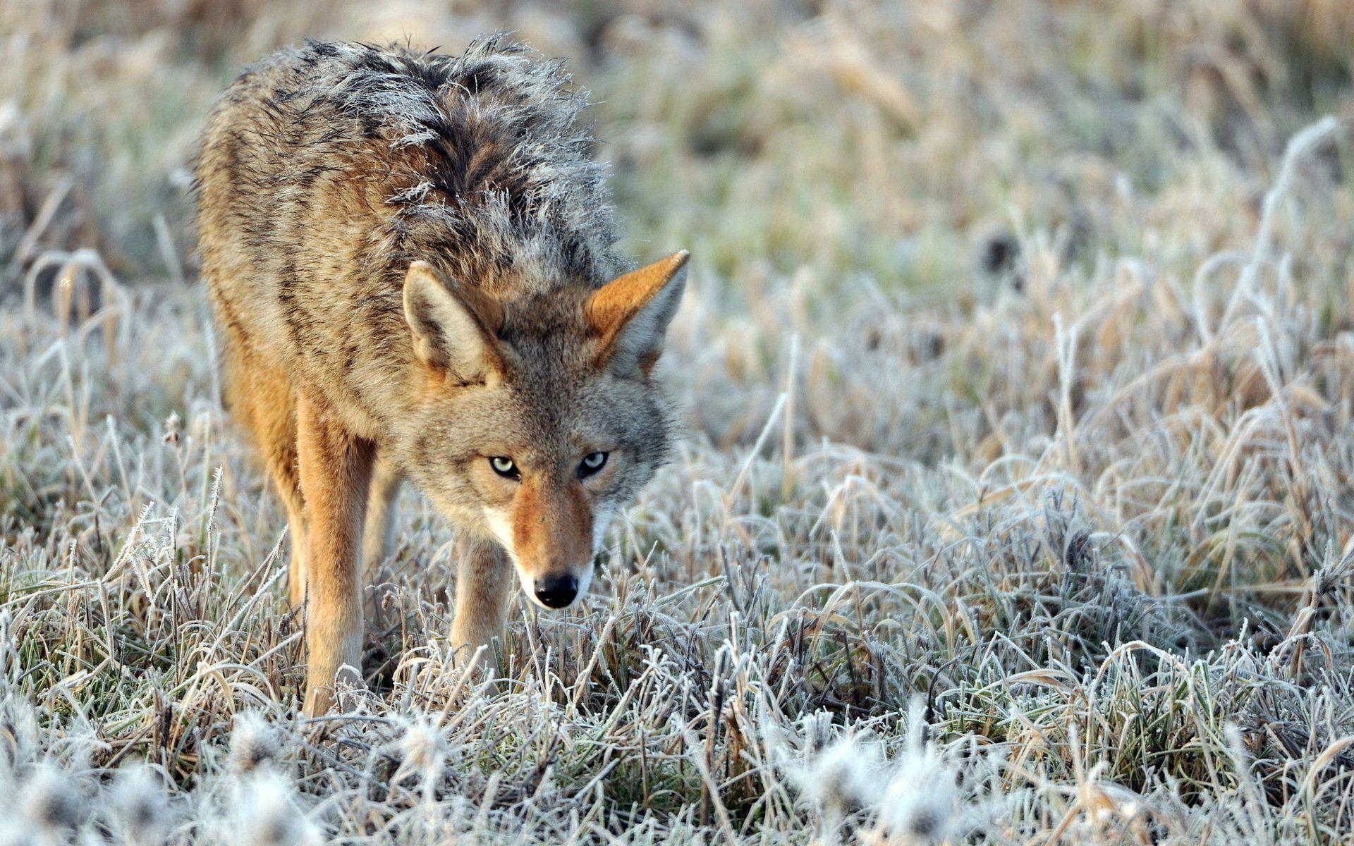 Coyote, Tier, HD, Prärie, Wild, 1920x1200 HD Desktop