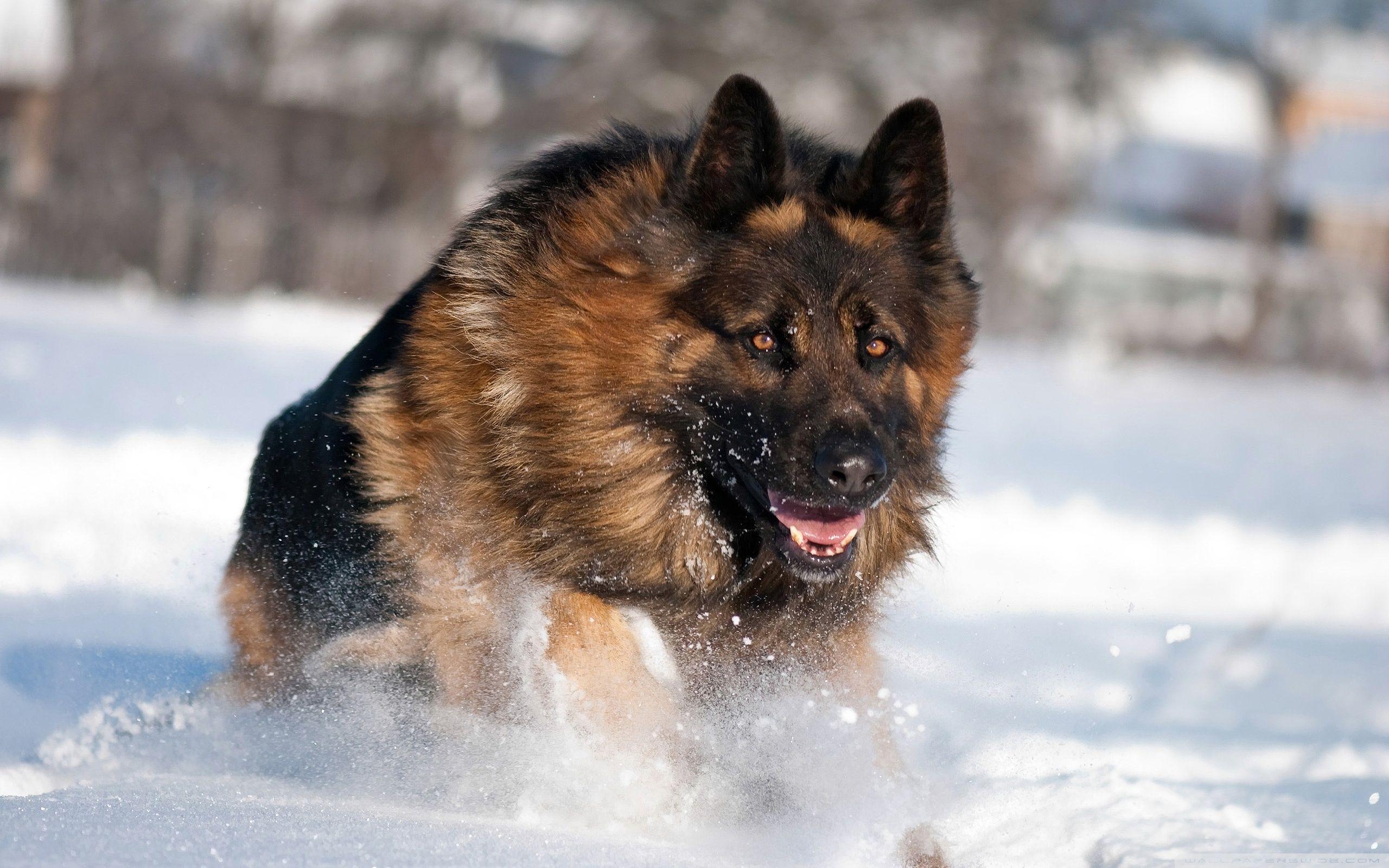 Schäferhund, Schnee, 4K HD, Desktop Hintergrund, Winter, 2560x1600 HD Desktop