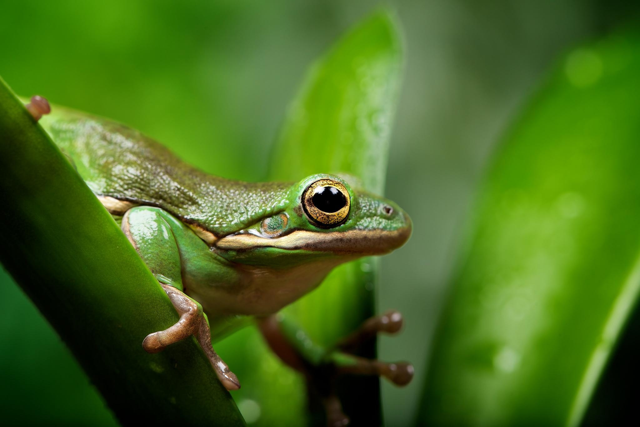 Grüner Frosch, Frei, Natur, Tiere, Hintergrund, 2050x1370 HD Desktop