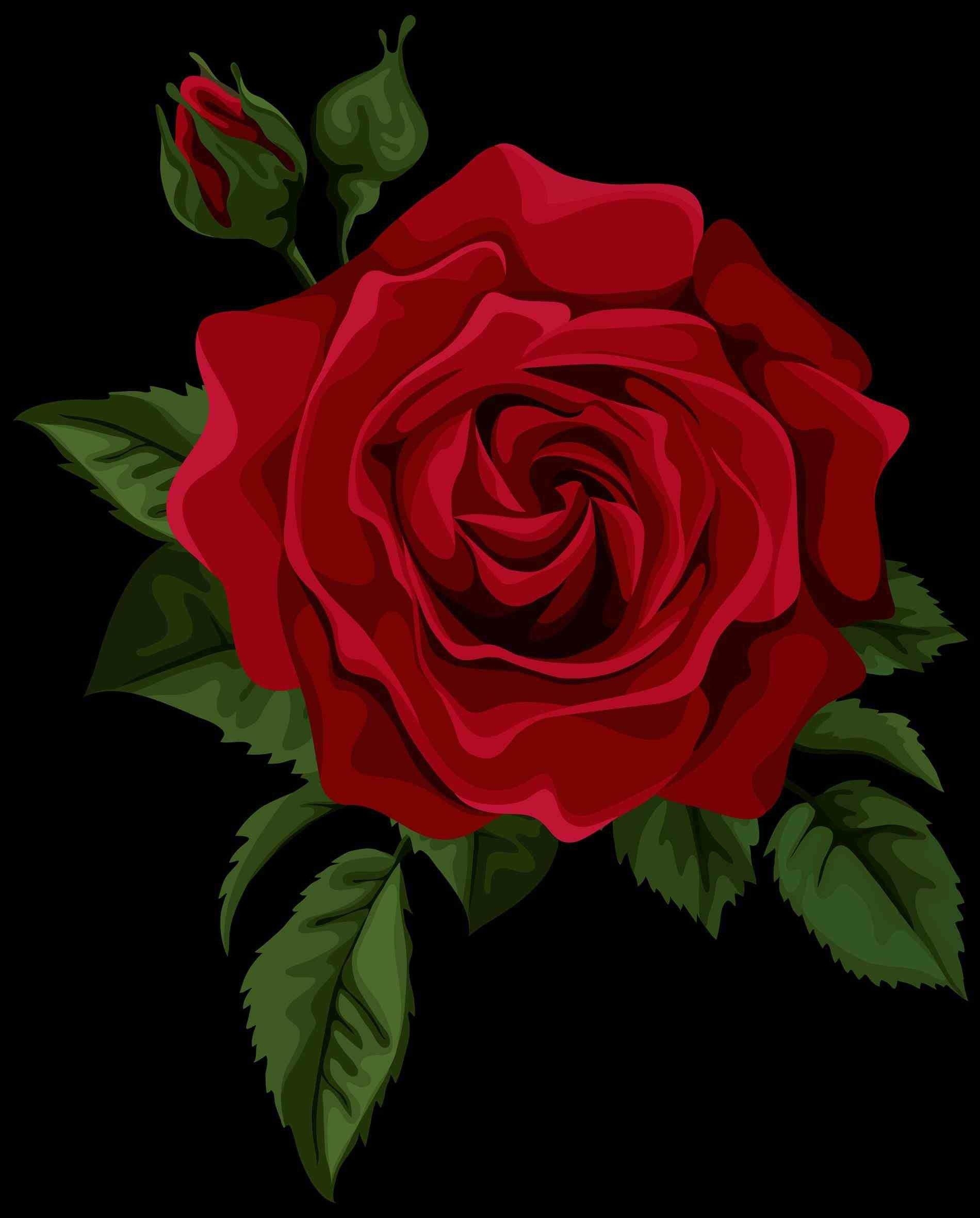 Einzeln, Rote Rose, Bild, Hochauflösend, Natur, 1900x2370 HD Handy