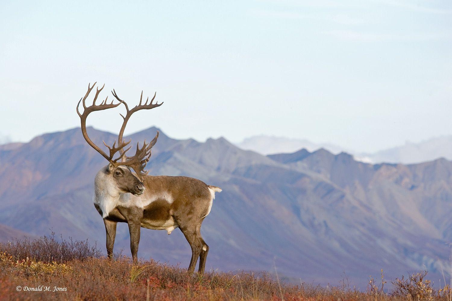 Karibu, Arktische Tundra, HD Bild, Natur, 1500x1000 HD Desktop