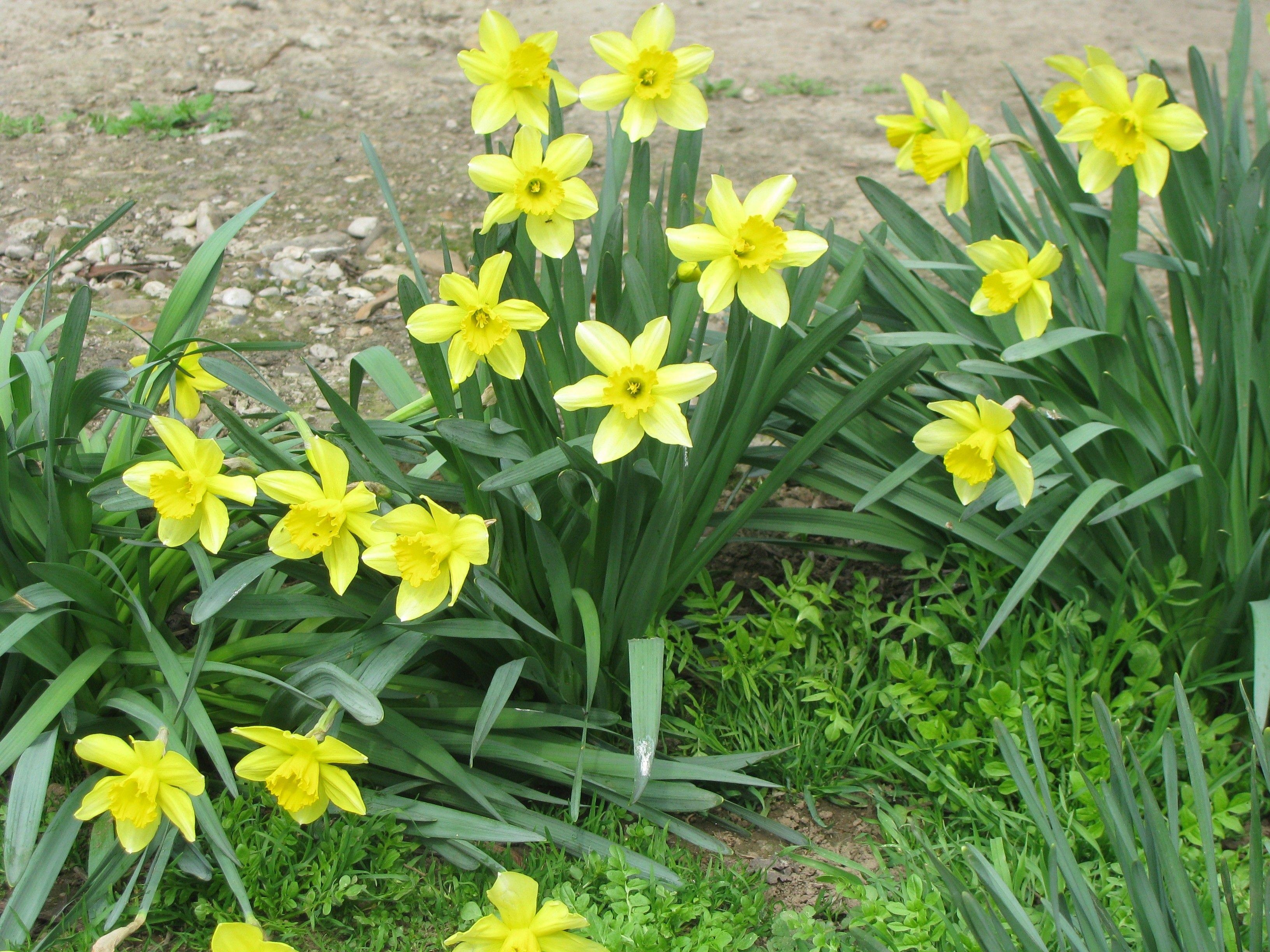 Narzisse, Gelb, Natur, Frühling, Blumen, 3270x2450 HD Desktop