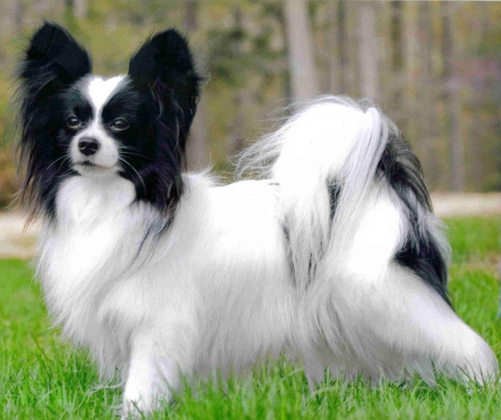 Papillon Hund, Welpen, Niedlich, Tier, Hintergrund, 1030x860 HD Desktop