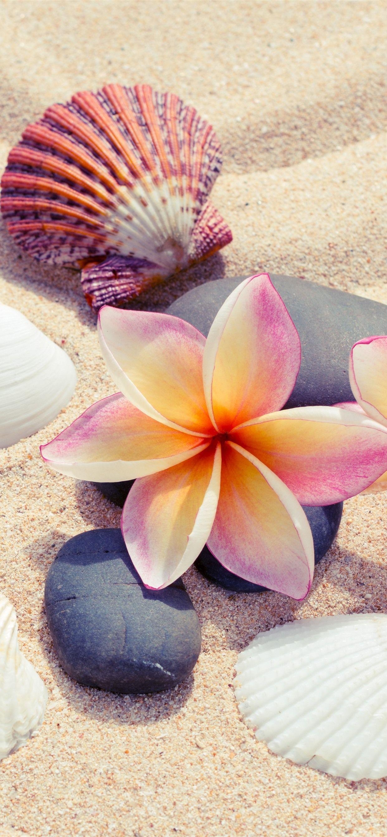 Plumeria, Sand, Muscheln, iPhone 11, Natur, 1250x2690 HD Handy