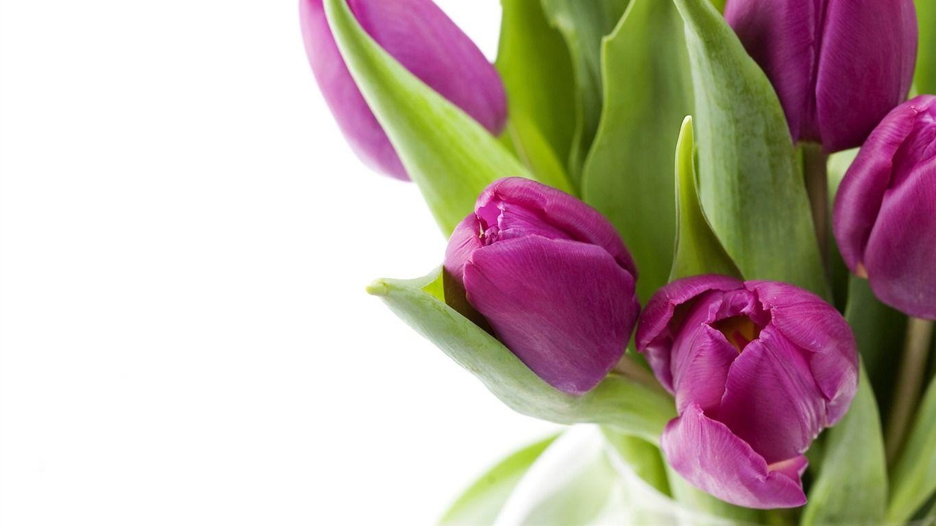 Tulpenalbum, 9, Bilddownload, Natur, Farbenpracht, 1370x770 HD Desktop