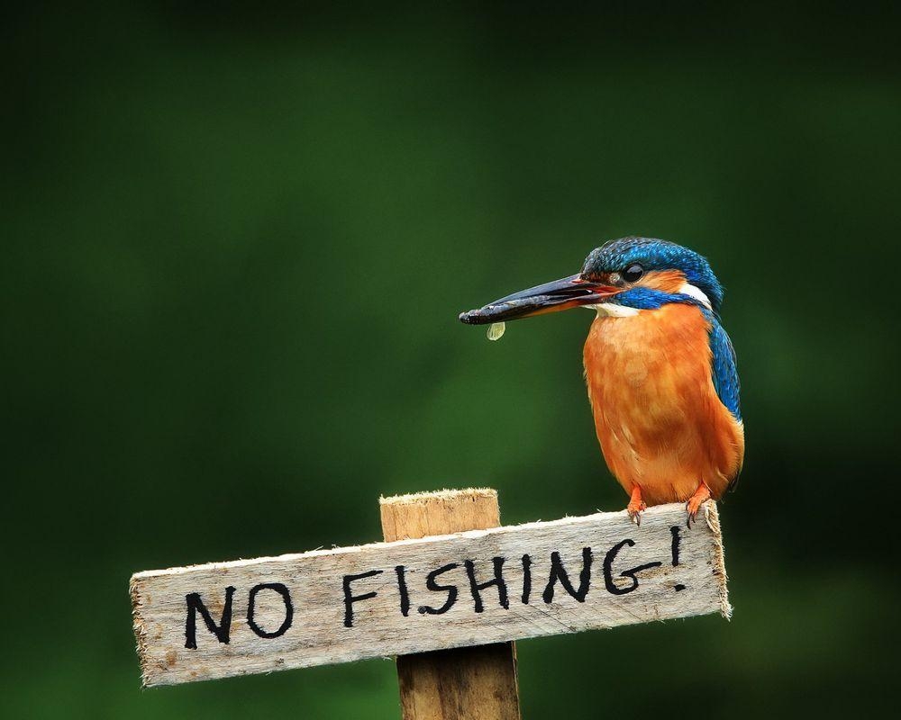 Eisvogel, Fotografie, Vögel, Lebensraum, Wasser, 1000x800 HD Desktop