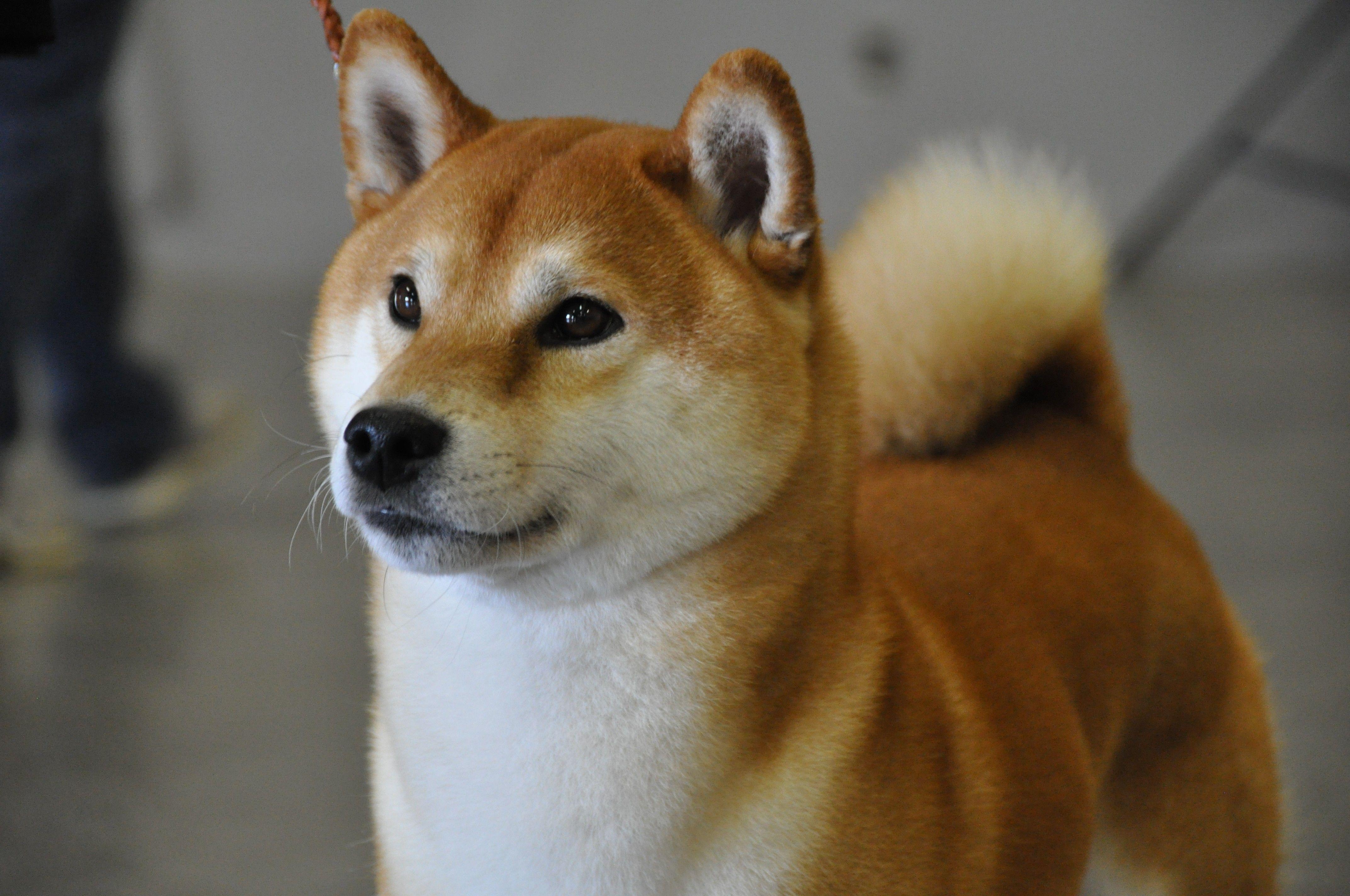 Shiba Inu, Japanische Hunde, Haustiere, Niedlich, Wallpaper, 4290x2850 4K Desktop