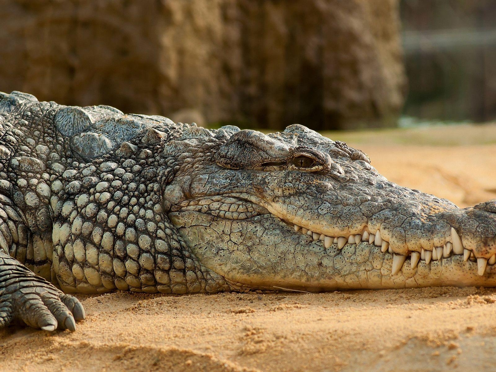 Nilkrokodil, Download, Tierwelt, wildes Reptil, natürlich, 1600x1200 HD Desktop