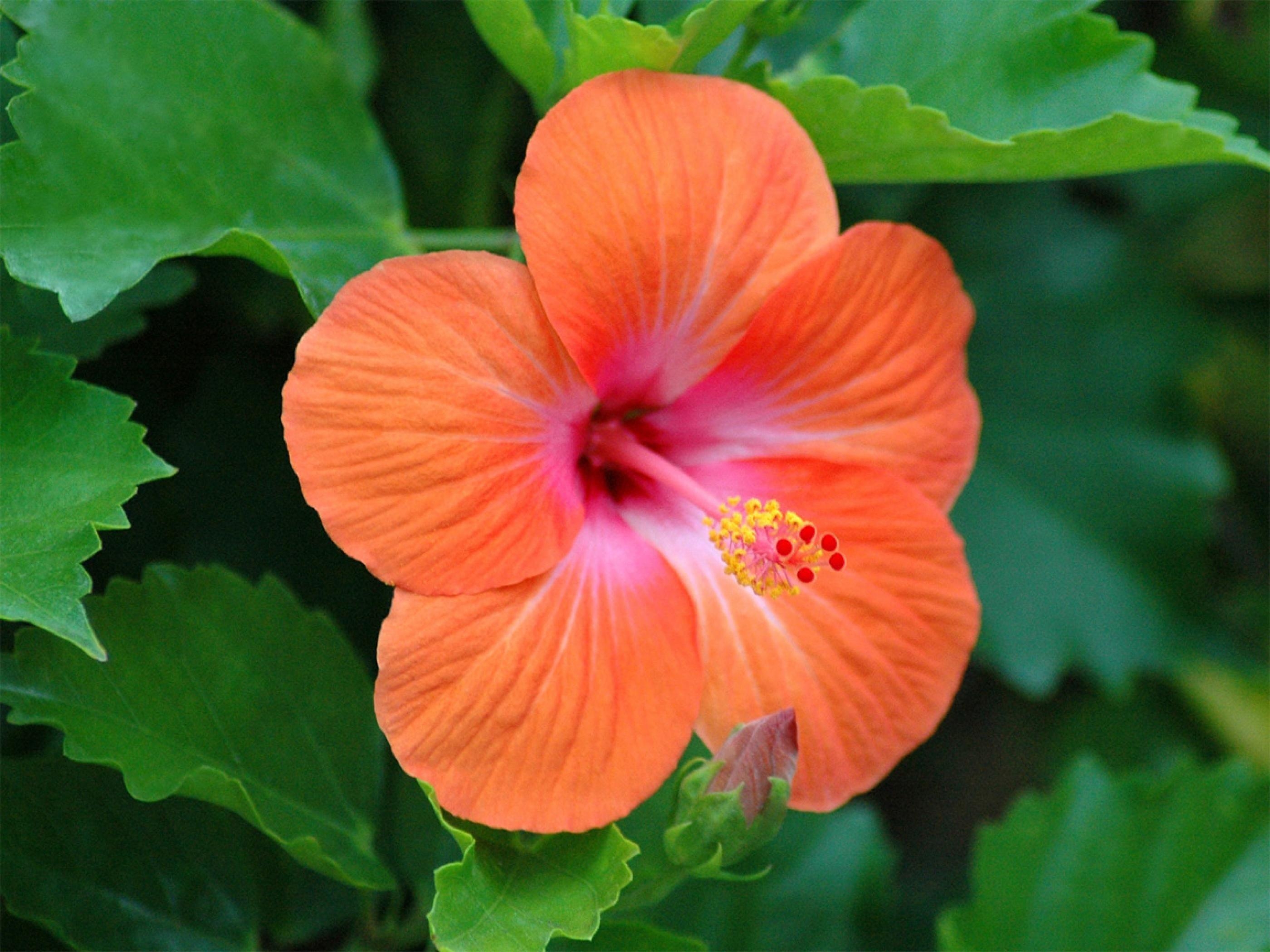 Ultra HD, Hibiskus, Natur, Blühend, Farbenpracht, 2800x2100 HD Desktop