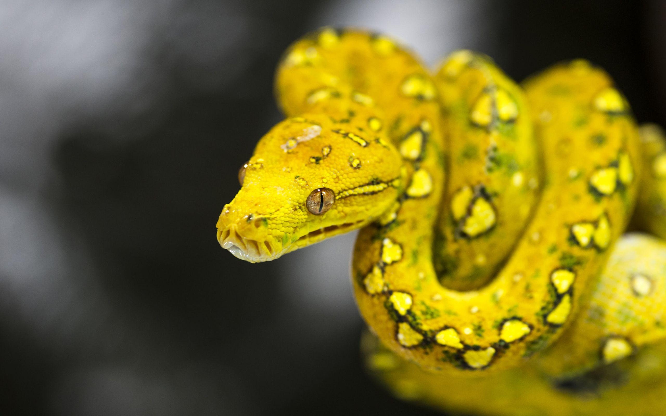 Python, gelb, Baum, Morelia, Viridis, 2560x1600 HD Desktop