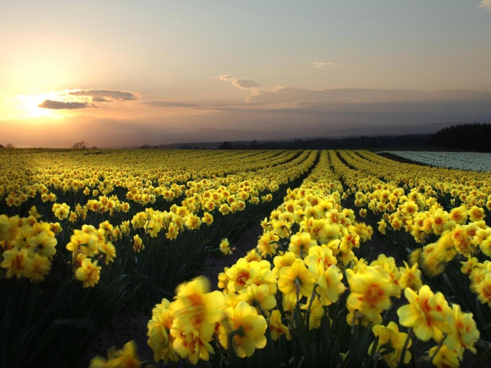 Narzisse, HD, Pittman, Schwarz, Blumen, 1600x1200 HD Desktop