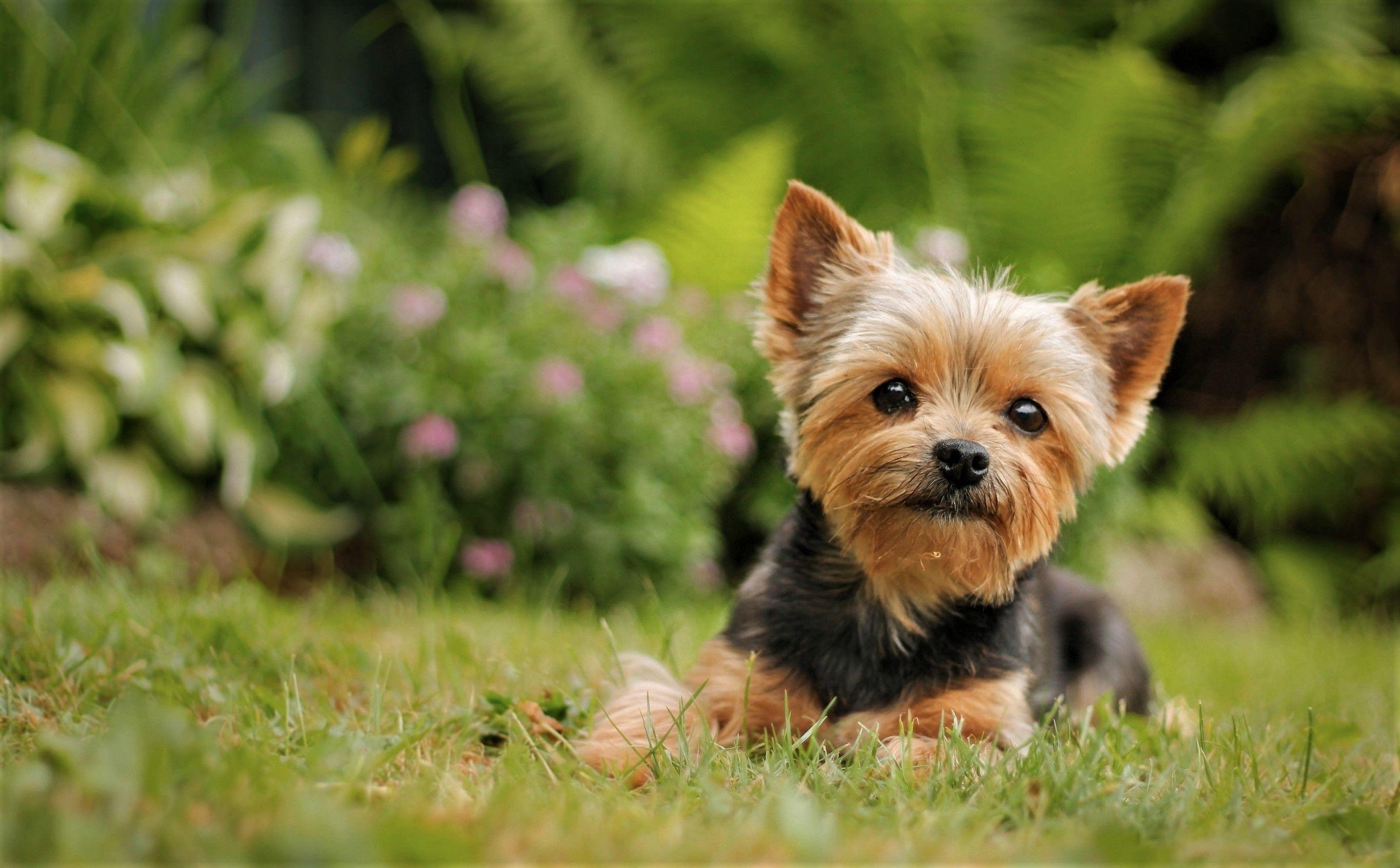 Süßer Yorkie, HD-Bild, welpenhaft, kleine Ohren, Augen, 2620x1620 HD Desktop