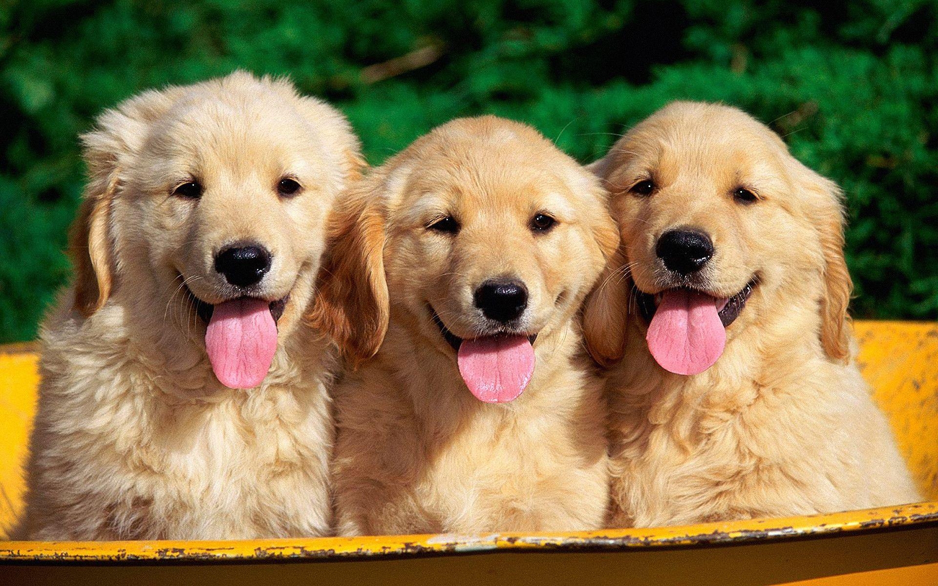 Golden Retriever, Tiere, kostenlos, Hintergrund, Welpen, 1920x1200 HD Desktop