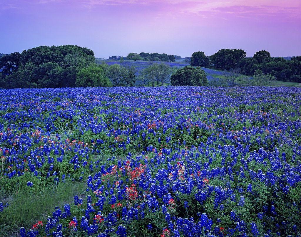 Texas Bluebonnets, Erde, HQ, Natur, Bild, 1030x810 HD Desktop